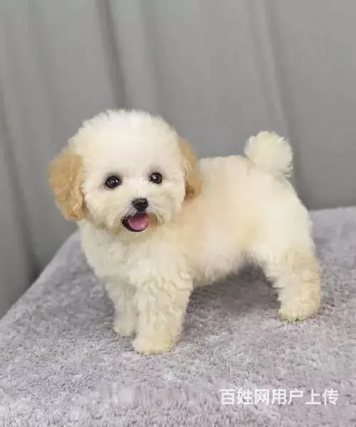 出售纯种泰迪犬  茶杯泰迪 迷你玩具欢迎咨询 - 图片 3