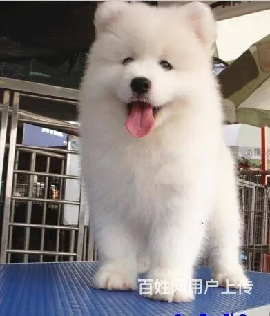 萨摩耶幼犬 纯种澳版萨摩耶多少钱 萨摩耶犬舍 - 图片 1
