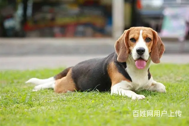 纯种健康比格犬   赛级血统    购买签订活体协 - 图片 6