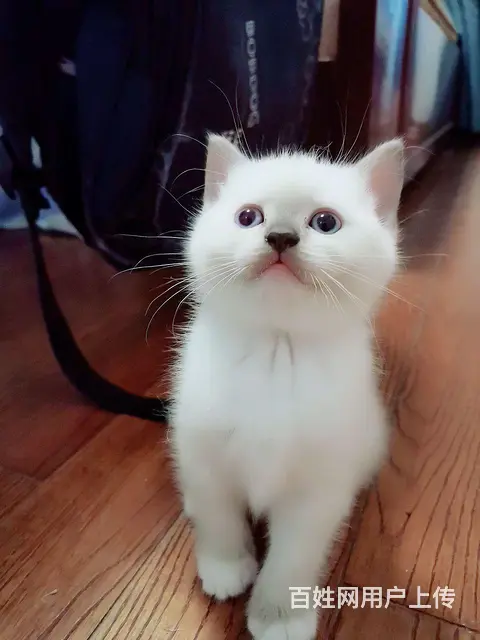 宠物猫宝 - 图片 3