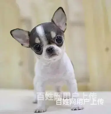 【货到付款犬舍】宿迁恶霸犬多少钱 恶霸犬好养吗图 - 图片 1