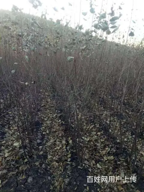 大量出售自家苗圃果树苗 - 图片 3