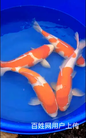 苏州锦鲤批发厂家电话，祥瑞锦鲤养殖 - 图片 1
