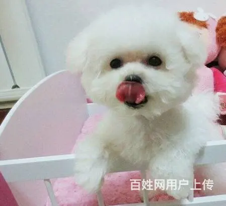 法国比熊犬专卖 售赛级精品比熊宝宝 质保纯种健康 - 图片 9
