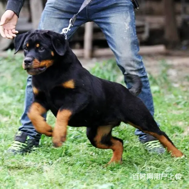 纯种带血统罗威纳犬出售 大骨架赛级品质 可视频选狗 - 图片 5