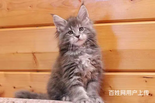 哪里有缅因猫卖  缅因猫多少钱  缅因猫性格怎么样 - 图片 1
