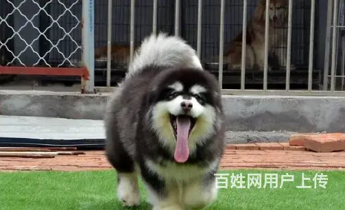 承德阿拉斯加怎么卖 阿拉斯加价格 保健康 - 图片 7