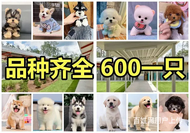 600一只丨品种齐全丨犬舍繁育丨包健康丨包纯种 - 图片 1