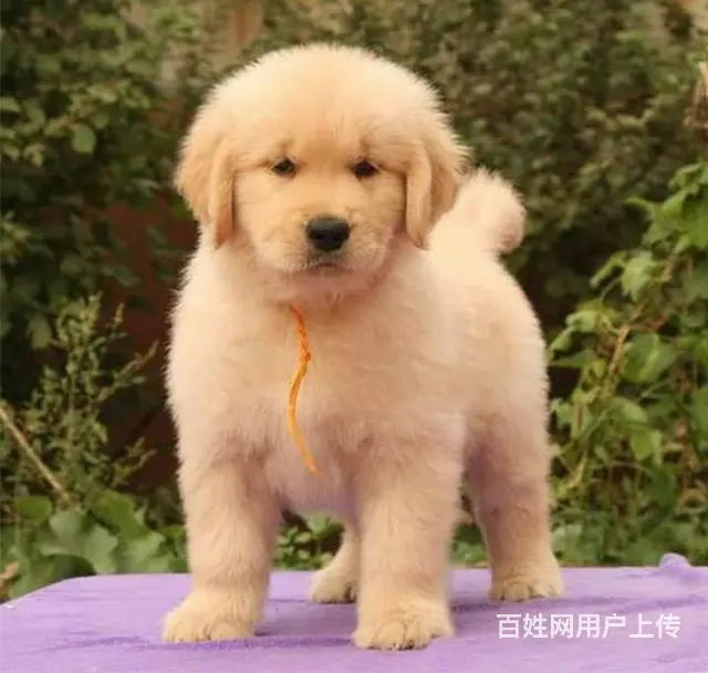 出售纯种美系金毛犬幼犬 大骨架黄金猎犬金毛幼犬 - 图片 4