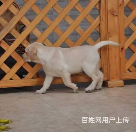 三个月纯种家养拉布拉多 头版好 身体壮 可以亲自 - 图片 7