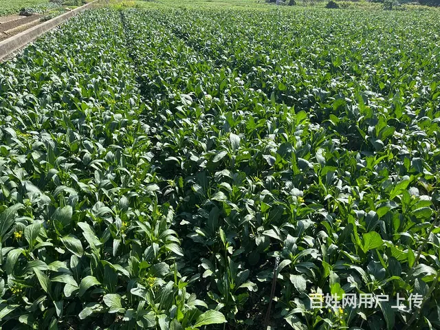 广州白云区食堂蔬菜一站式配送服务，冷链新鲜直达 - 图片 3
