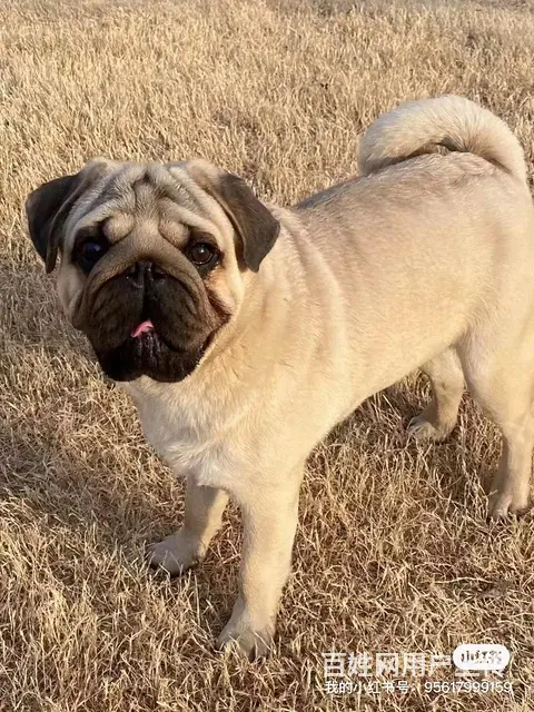 巴哥犬公，自家养的，老虎头，大嘴唇，大眼睛，人见人 - 图片 1