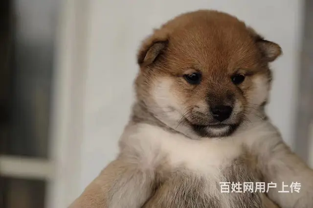 伊犁柴犬犬舍活泼聪明健康《优莱柴犬犬舍》 - 图片 2