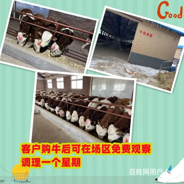 2022年 西门塔尔母牛 要多少钱 - 图片 2