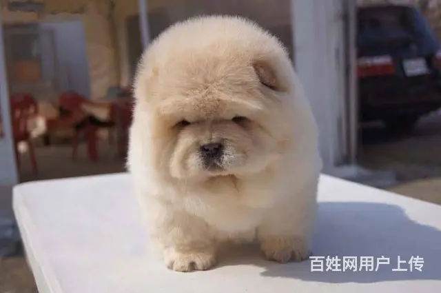 松狮犬养殖基地 纯种松狮 保纯保健康 完美售后 - 图片 1