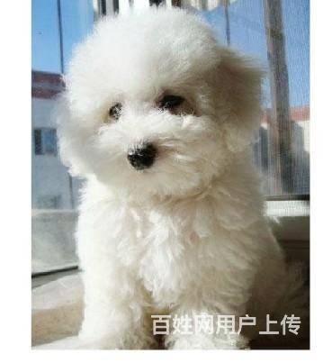 北京哪裡賣比熊犬 賽級比熊犬價格 保健康 保純種的圖片