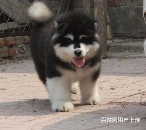 双血统阿拉斯加，亲自正规犬舍挑选，父母不同意忍痛转 - 图片 9
