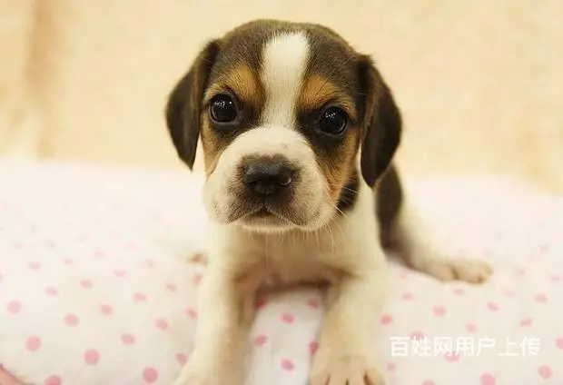 广州买狗首选推荐 正规犬舍 纯种比格犬多只待售 - 图片 9