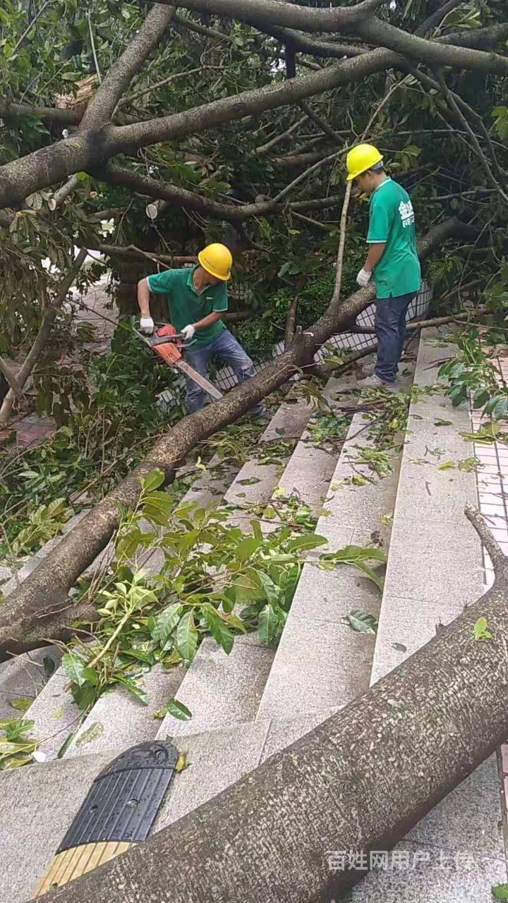 广州中央公园砍树图片