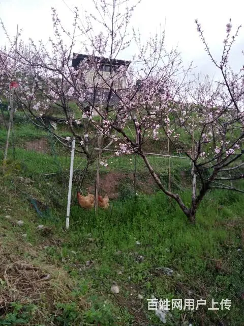 老哥山林果园散养原种土鸡蛋和老母鸡出售 - 图片 3
