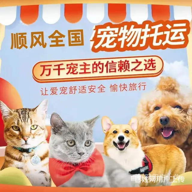 伊春宠物托运（猫狗）活体邮寄快递（2022宠物运输 ）今日推 - 图片 2