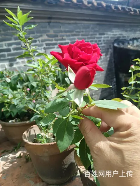 本地交异性朋友 - 图片 9