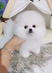 唐山哪里有卖博美的 唐山博美怎么卖 唐山博美多少钱