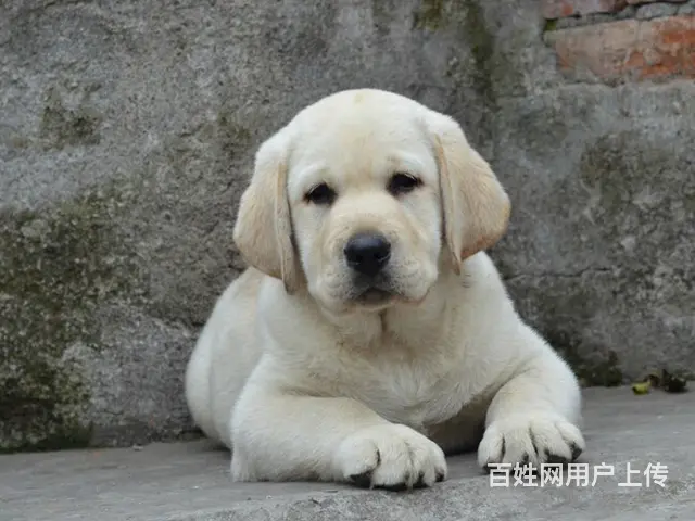 承德地区纯种拉布拉多幼犬 头版足骨量大 血统纯正 - 图片 1