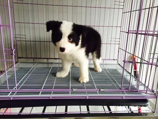 宿迁边牧犬舍地址 边牧基地电话联系方式 - 图片 12