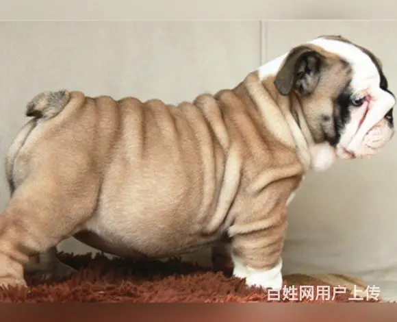 武汉【十年老店】常年繁殖优质血统英牛幼犬 - 图片 3