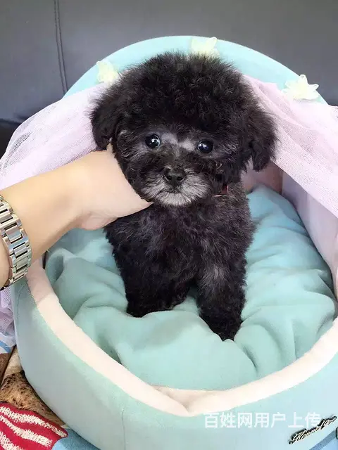 精品泰迪犬 小体泰迪熊犬 疫苗做齐 签订保障合同 - 图片 6