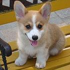 泰安哪里有柯基卖 柯基犬舍信息