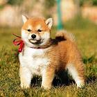 纯种柴犬 黑色柴犬 北京日系柴犬 三个月包退换
