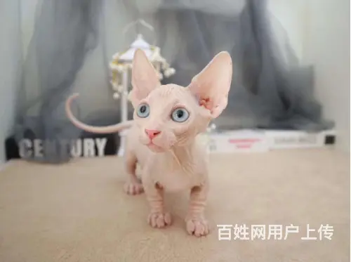 衡阳出售自家繁殖纯种无毛猫 斯芬克斯猫 保健康 - 图片 5