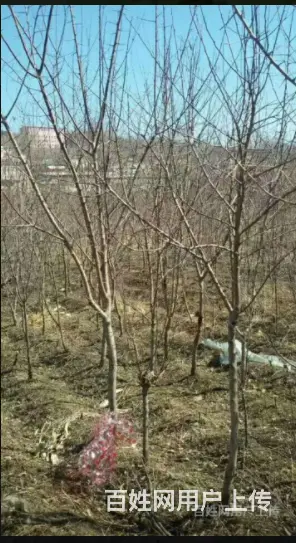 出售绿化树苗 - 图片 2