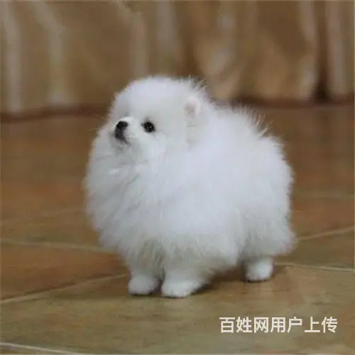 昆山哪里卖纯种小体博美犬赛级爆毛博美俊介犬 - 图片 4