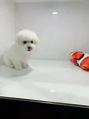 内江宠物店卖比熊的在哪 哪里有卖