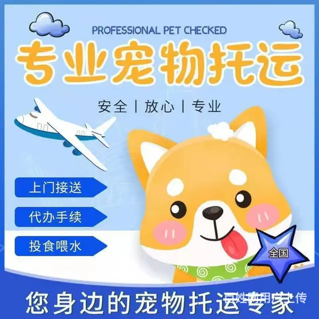 嘉兴宠物托运 （猫狗活体运输）宠物快递至全国 - 图片 2