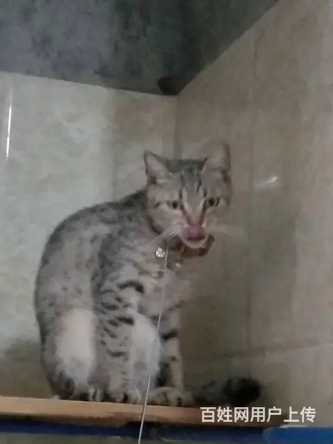 猫猫出售 - 图片 2
