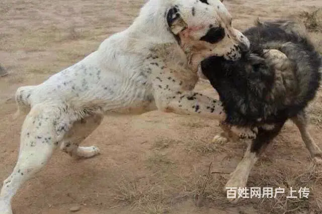 精品中亚牧羊犬体型完美 大骨架 保健康 疫苗齐全 - 图片 10