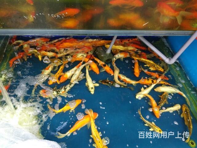 鱼缸观赏鱼特卖专卖