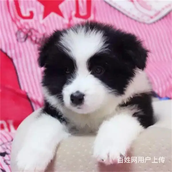 宿迁有什么靠谱的边牧犬舍推荐吗 - 图片 4