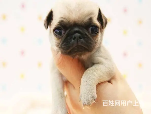 广州巴哥犬一只多少钱 实体犬舍 自家繁殖保健康 - 图片 12