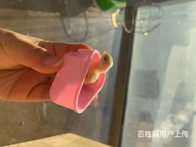 宠物鸡 迷你鸡 - 图片 5