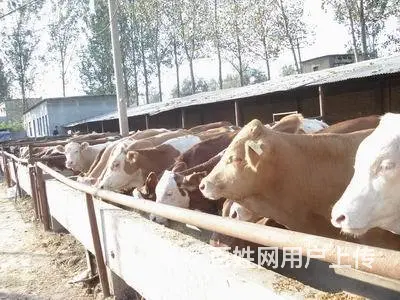 出售肉牛西门塔尔夏洛莱利木赞 - 图片 4