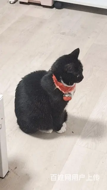 一岁大奶牛猫找领养 - 图片 3