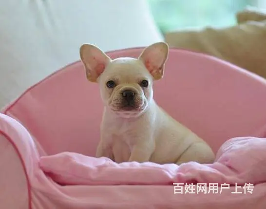 出售血统纯种法国斗牛犬狗狗奶油白色黑白黑法牛 - 图片 4