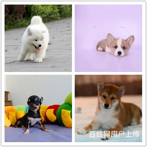 辽阳的宠物店靠谱养狗场在哪 - 图片 3