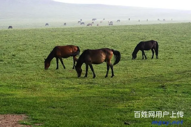 克旗经棚镇出租车摄影旅游 - 图片 5