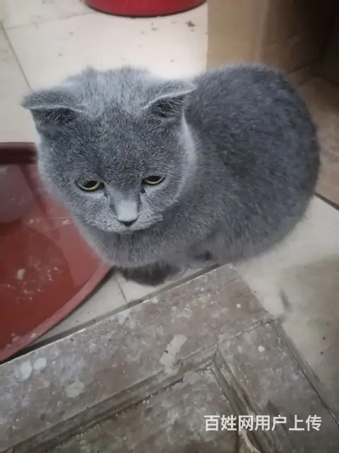 蓝猫，黑白的都有，种公潜质，种母青年期，喜欢繁殖的 - 图片 2